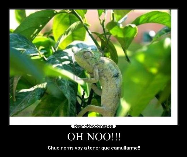 OH NOO!!! - Chuc norris voy a tener que camulfarme!!