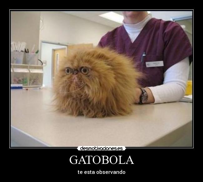 GATOBOLA -