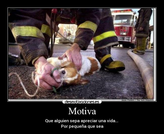 Motiva - 