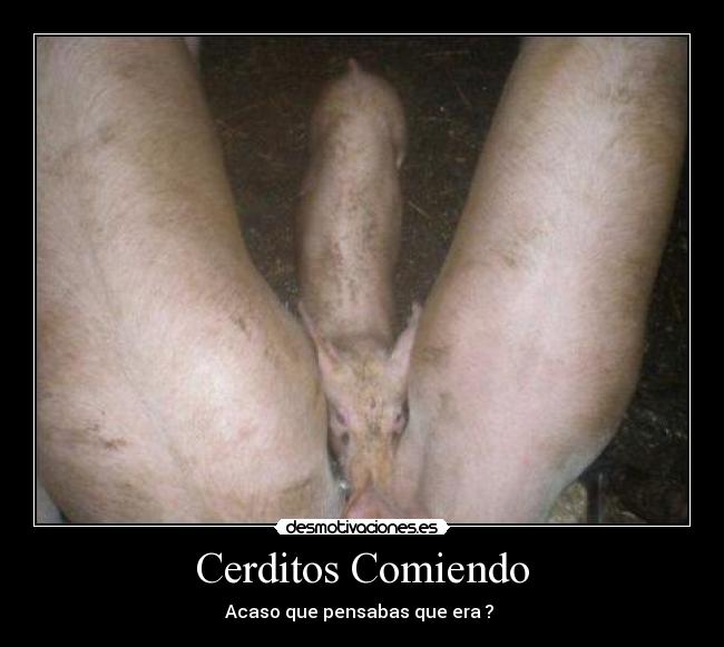 Cerditos Comiendo -