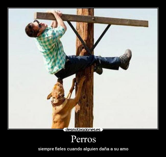 Perros - siempre fieles cuando alguien daña a su amo