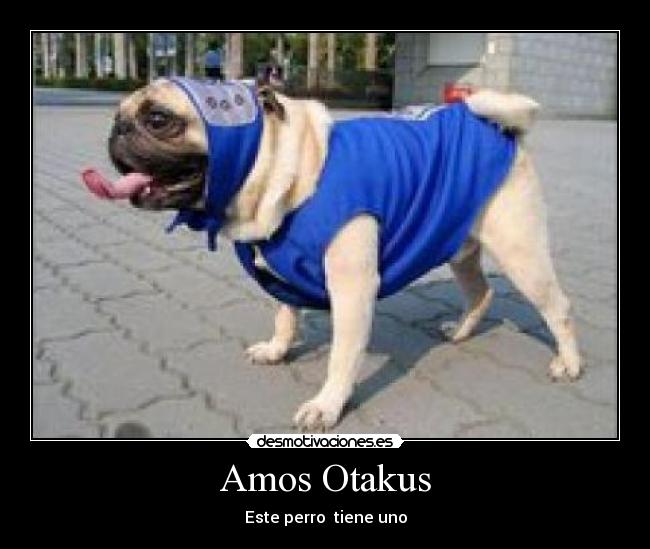 Amos Otakus - Este perro  tiene uno