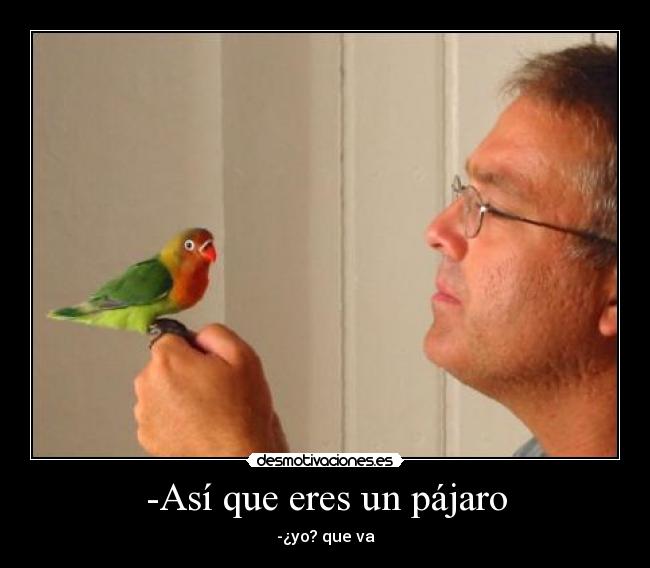 -Así que eres un pájaro - 