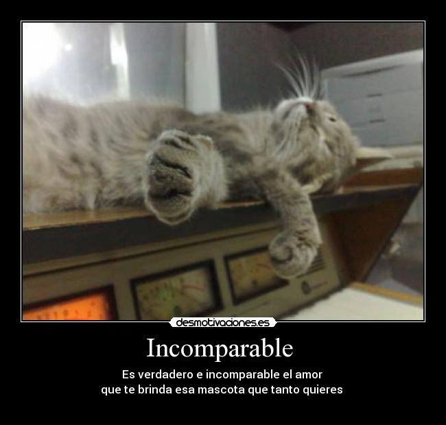 Incomparable - Es verdadero e incomparable el amor
que te brinda esa mascota que tanto quieres