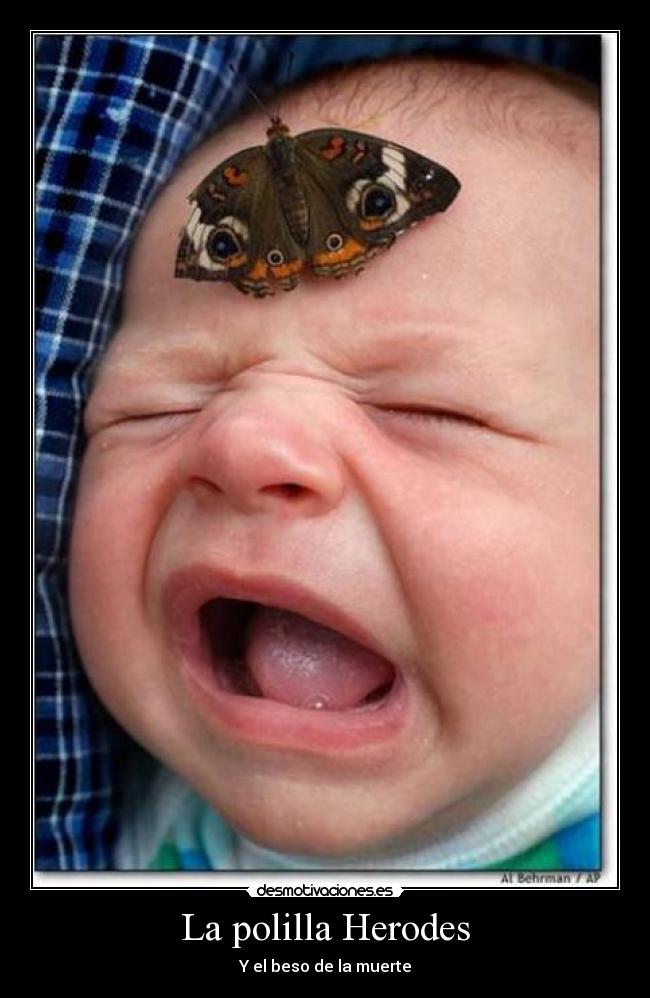 La polilla Herodes -