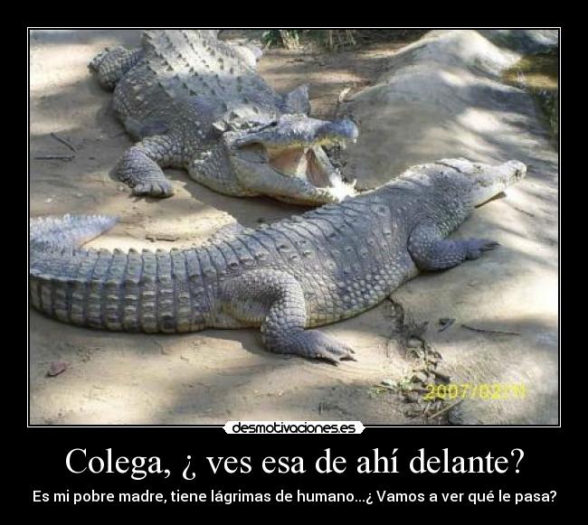 carteles cocodrilos paralelismos humor desmotivaciones