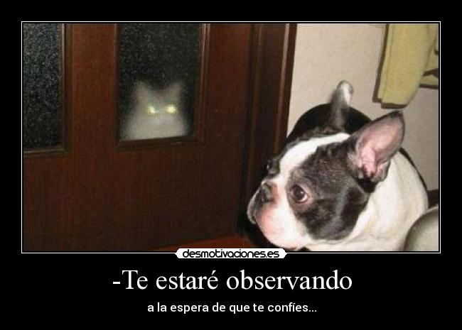 carteles gatosfantasma desmotivaciones