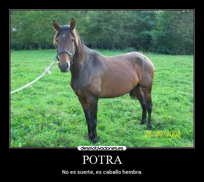 POTRA -