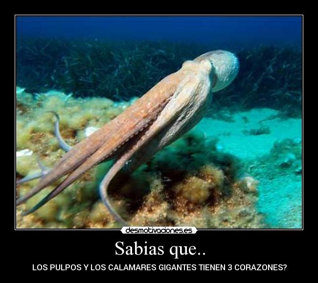 Sabias que.. - 