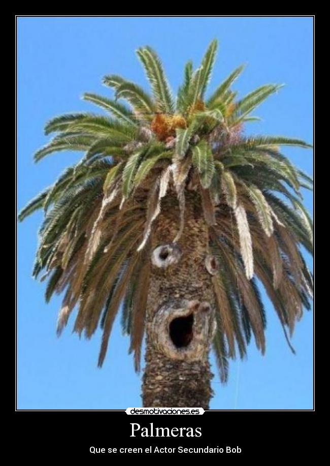Palmeras -
