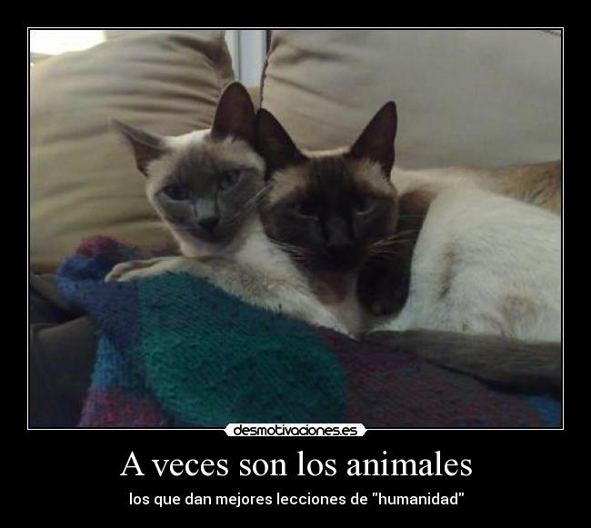 A veces son los animales - los que dan mejores lecciones de humanidad
