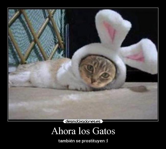 Ahora los Gatos - 