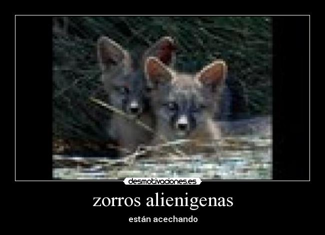 zorros alienigenas -