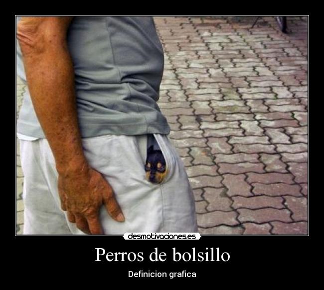 Perros de bolsillo -