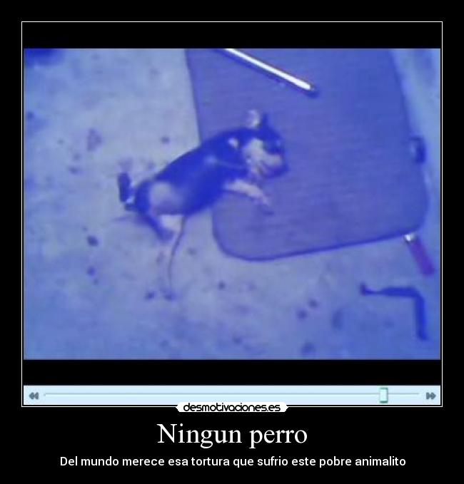 Ningun perro - 