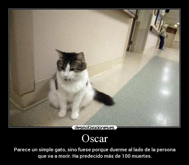 Oscar - Parece un simple gato, sino fuese porque duerme al lado de la persona
que va a morir. Ha predecido más de 100 muertes.