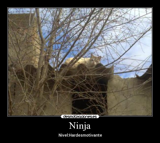 Ninja - Nivel:Hardesmotivante