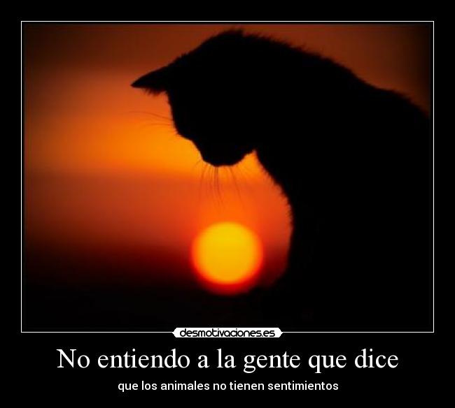 No entiendo a la gente que dice - que los animales no tienen sentimientos