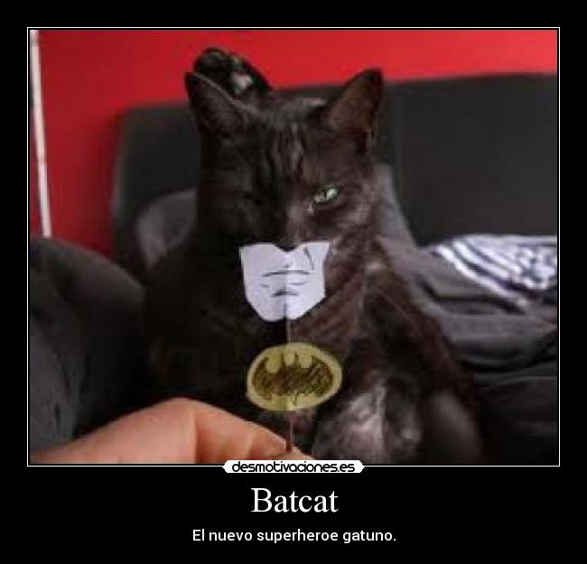 Batcat - 