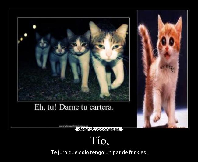 carteles friskies gatos cartera desmotivaciones