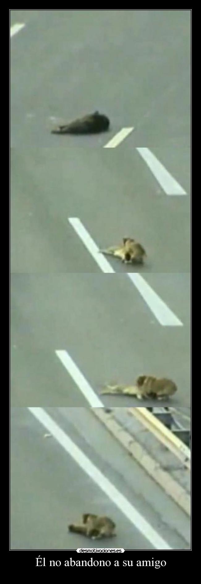 Él no abandono a su amigo -