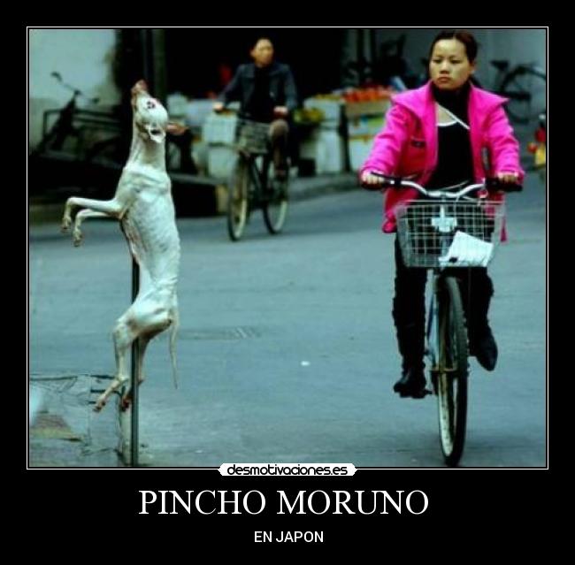 PINCHO MORUNO -