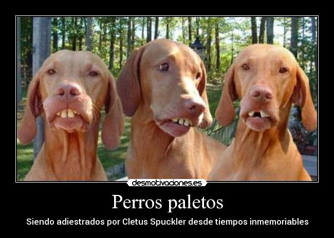 Perros paletos - Siendo adiestrados por Cletus Spuckler desde tiempos inmemoriables