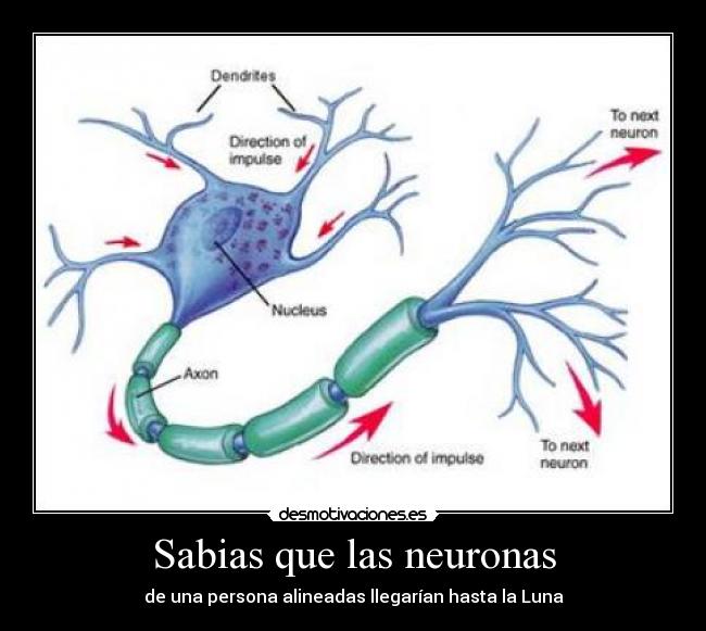 Sabias que las neuronas - de una persona alineadas llegarían hasta la Luna