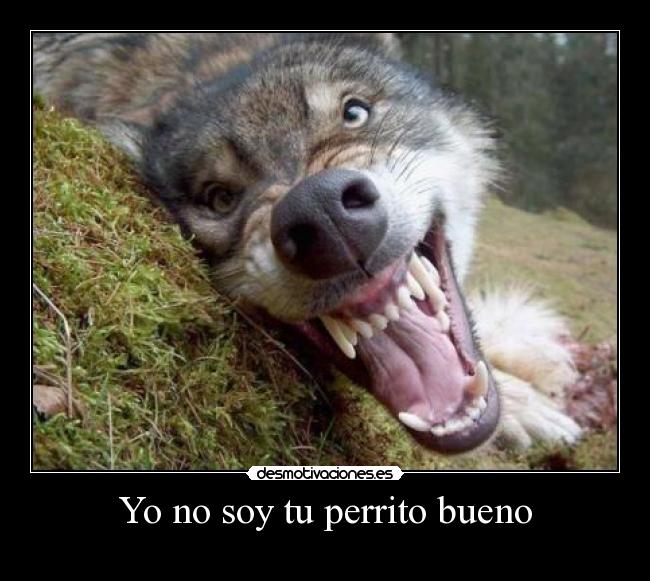 Yo no soy tu perrito bueno - 