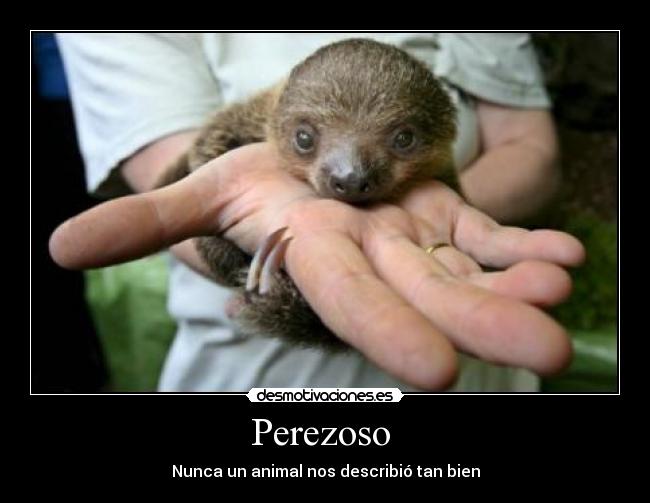 Perezoso  - 