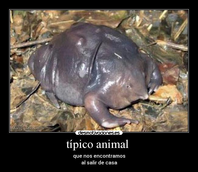 típico animal - que nos encontramos
al salir de casa