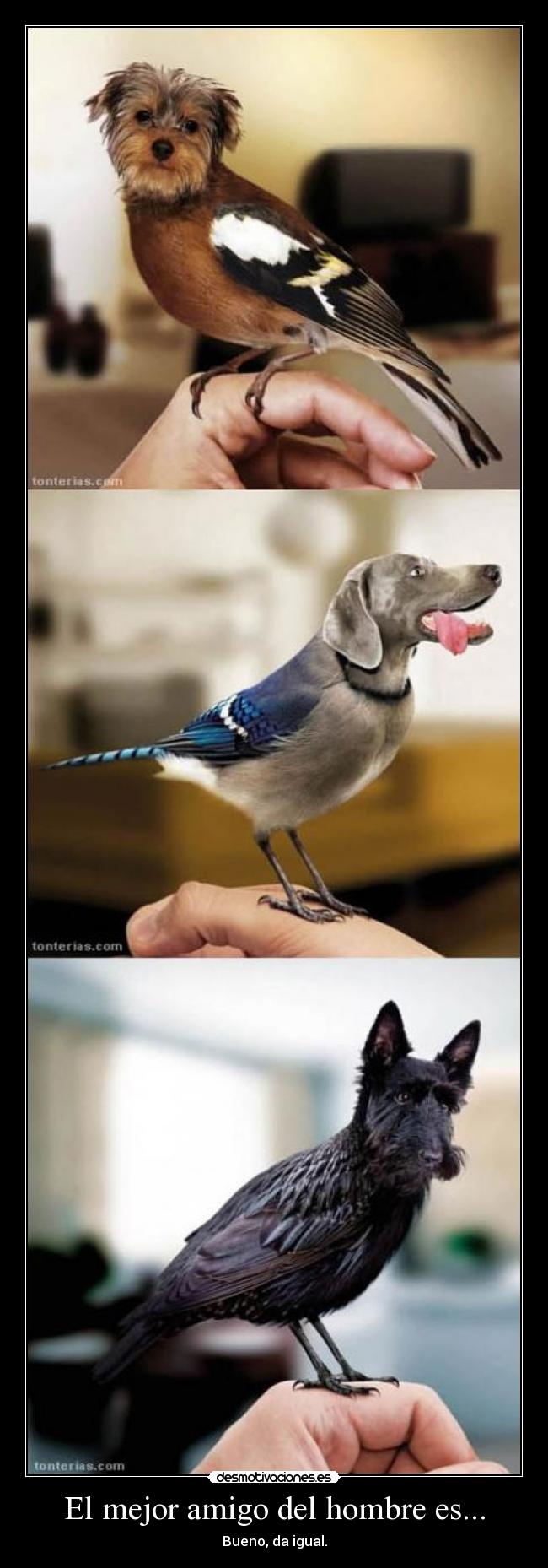 El mejor amigo del hombre es... - 