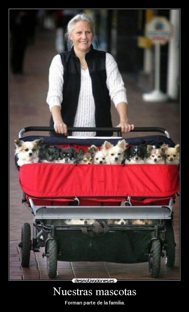 carteles animales desmotivaciones