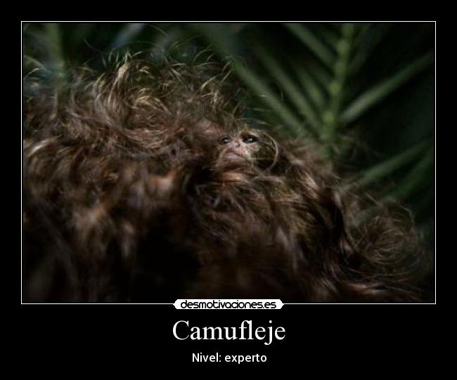 Camufleje - Nivel: experto