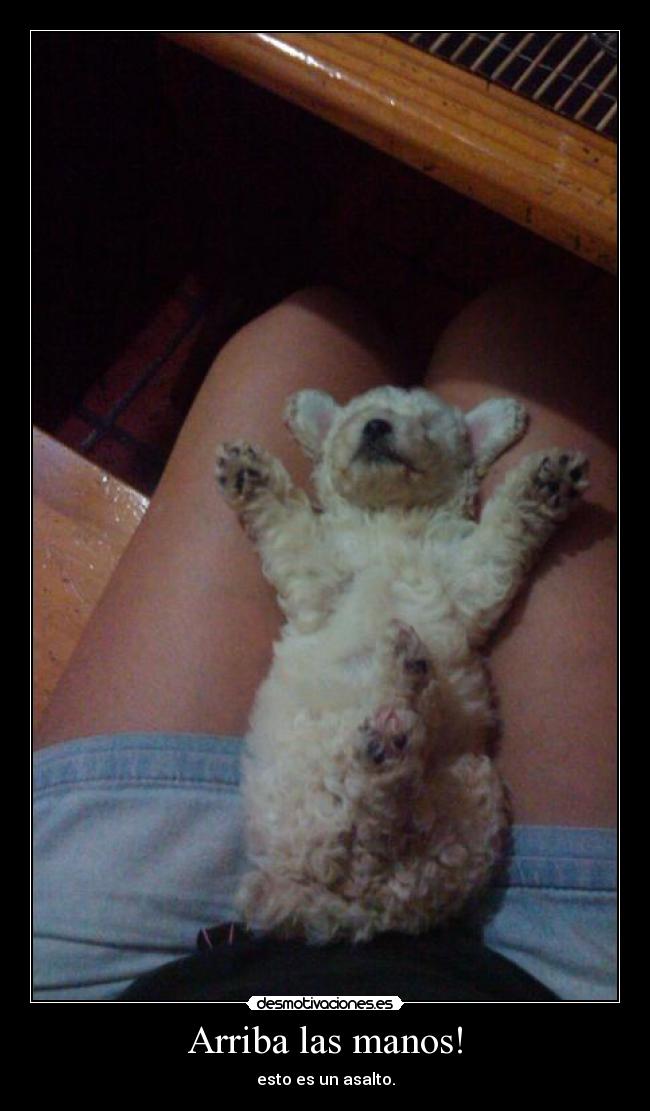 carteles risa perros arriba las manos esto asalto cosas graciosas perros graciosos desmotivaciones