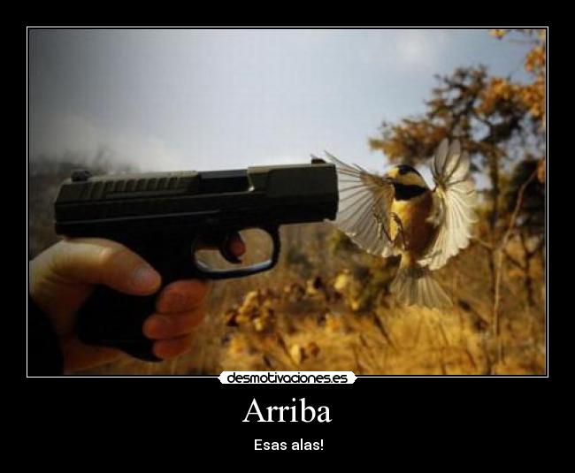 Arriba - 