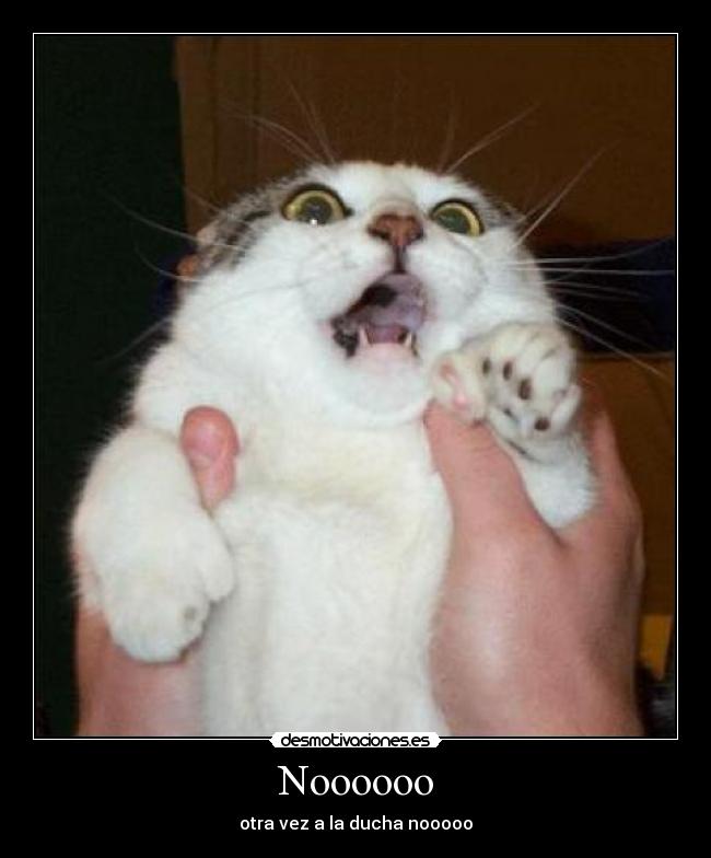 Noooooo - otra vez a la ducha nooooo