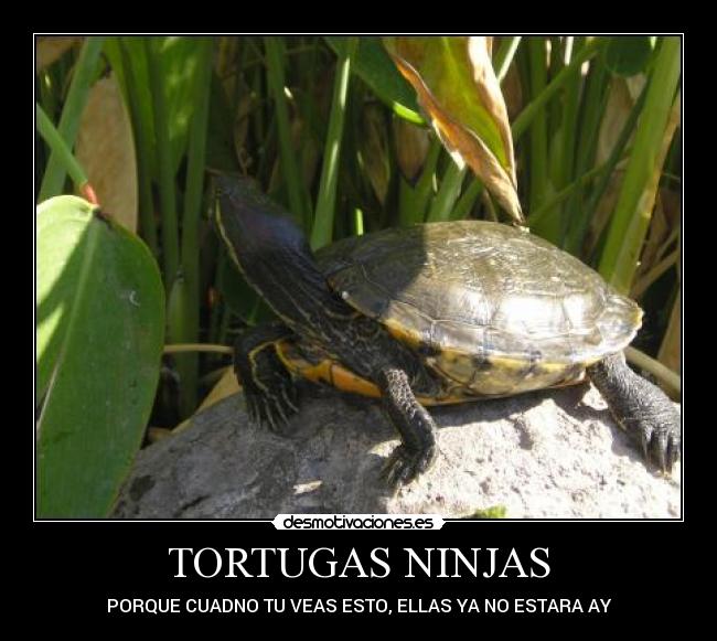 TORTUGAS NINJAS - PORQUE CUADNO TU VEAS ESTO, ELLAS YA NO ESTARA AY