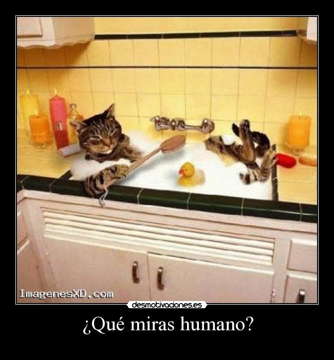 ¿Qué miras humano? - 