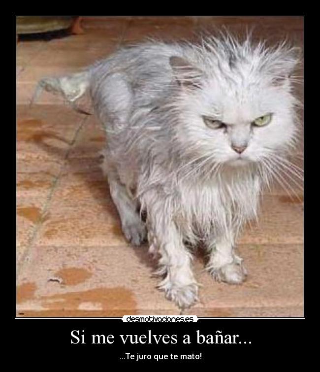 Si me vuelves a bañar... -