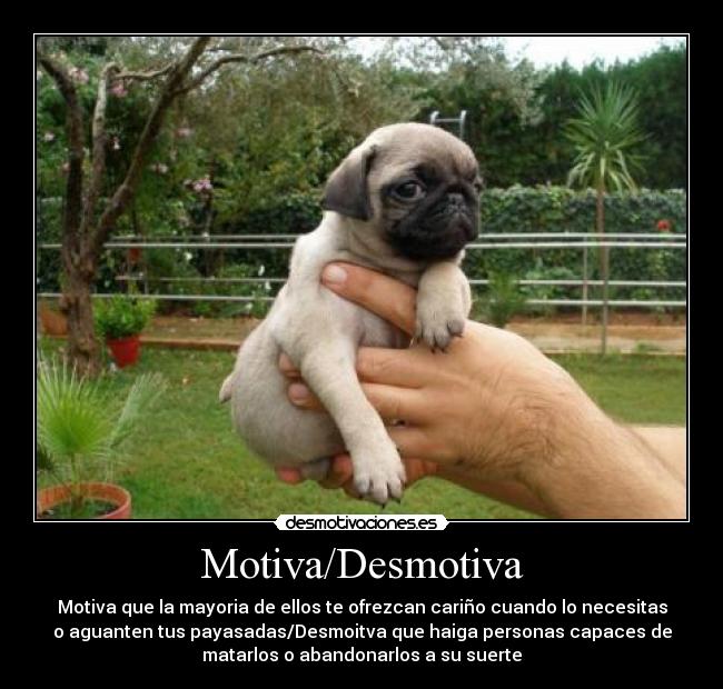 Motiva/Desmotiva - Motiva que la mayoria de ellos te ofrezcan cariño cuando lo necesitas
o aguanten tus payasadas/Desmoitva que haiga personas capaces de
matarlos o abandonarlos a su suerte