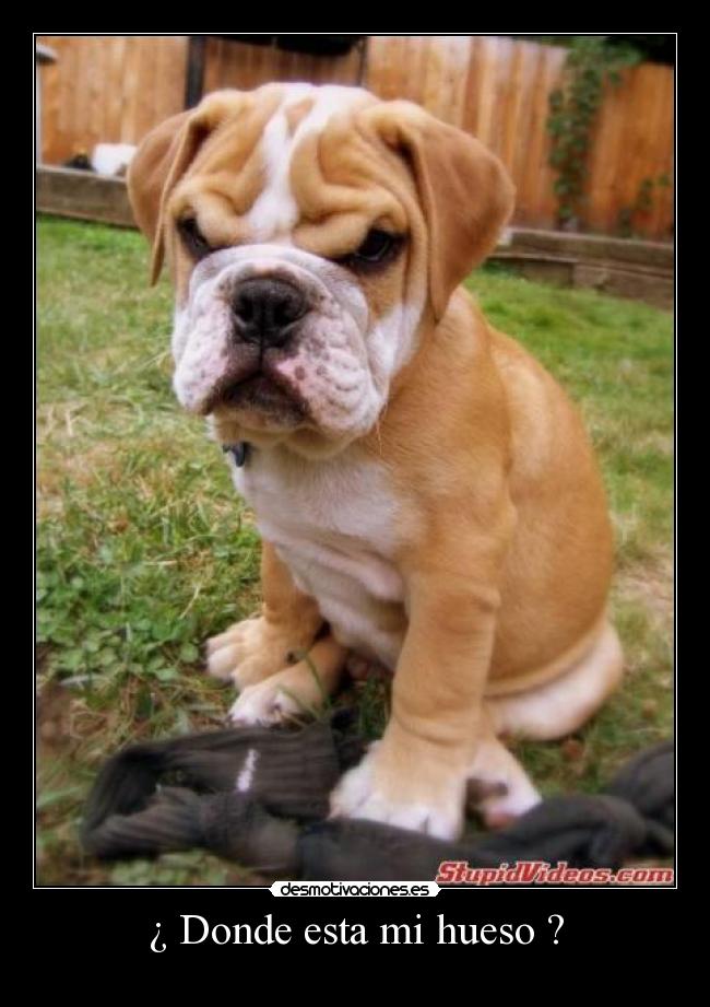 ¿ Donde esta mi hueso ? -