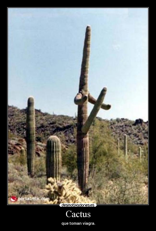 Cactus - 