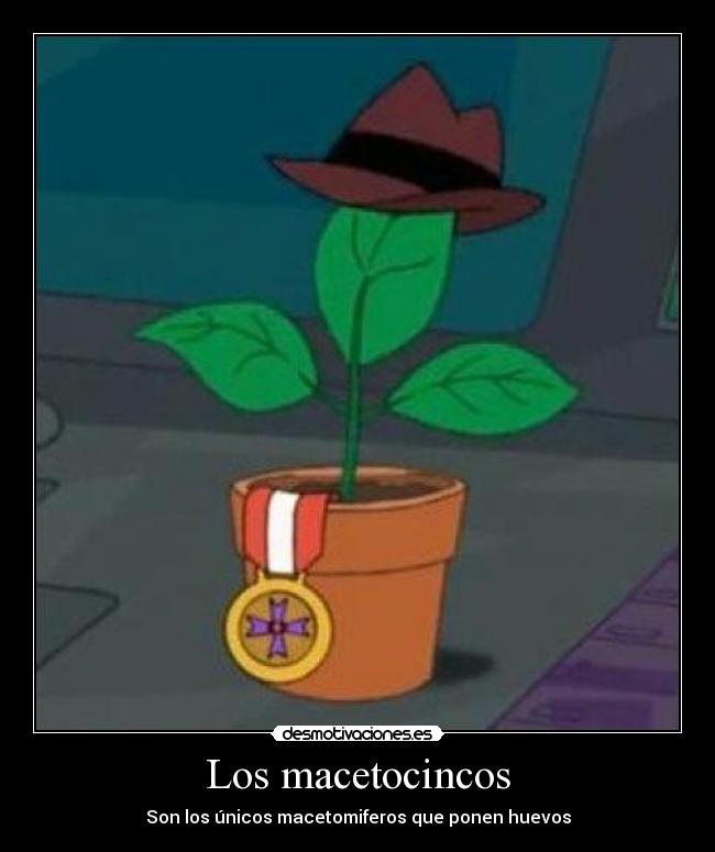 Los macetocincos -
