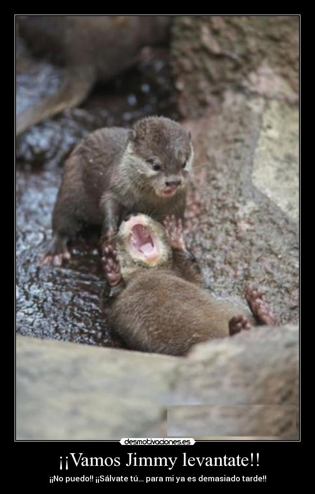 ¡¡Vamos Jimmy levantate!! -