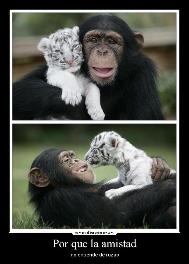 Por que la amistad -