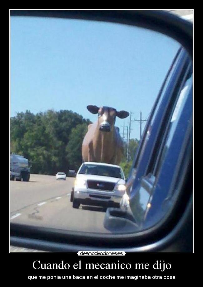 carteles vaca desmotivaciones