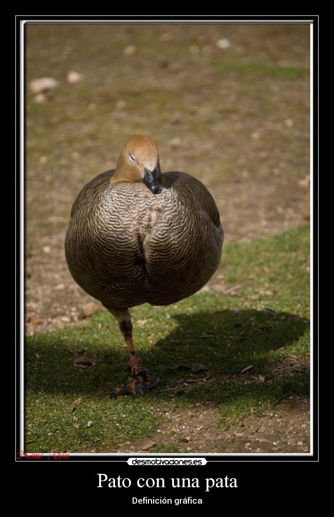 Pato con una pata - Definición gráfica