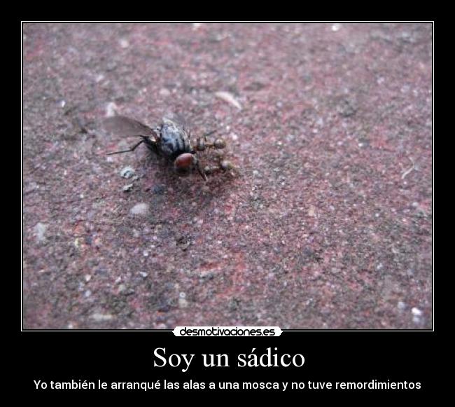 Soy un sádico - Yo también le arranqué las alas a una mosca y no tuve remordimientos
