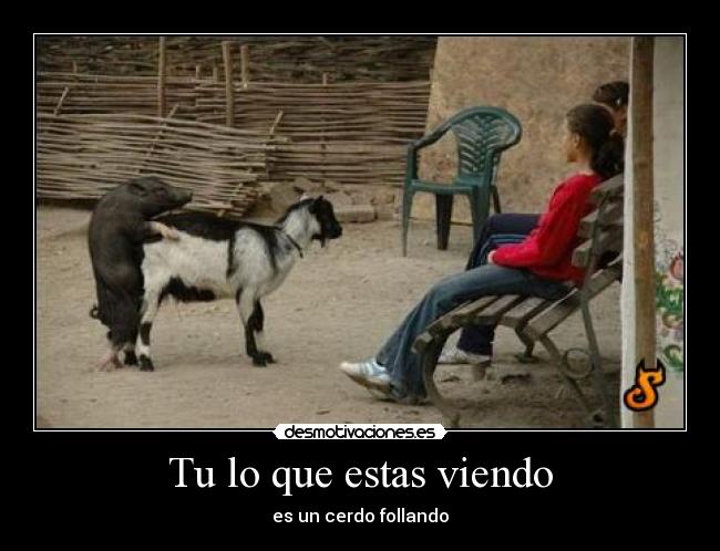 Tu lo que estas viendo - es un cerdo follando